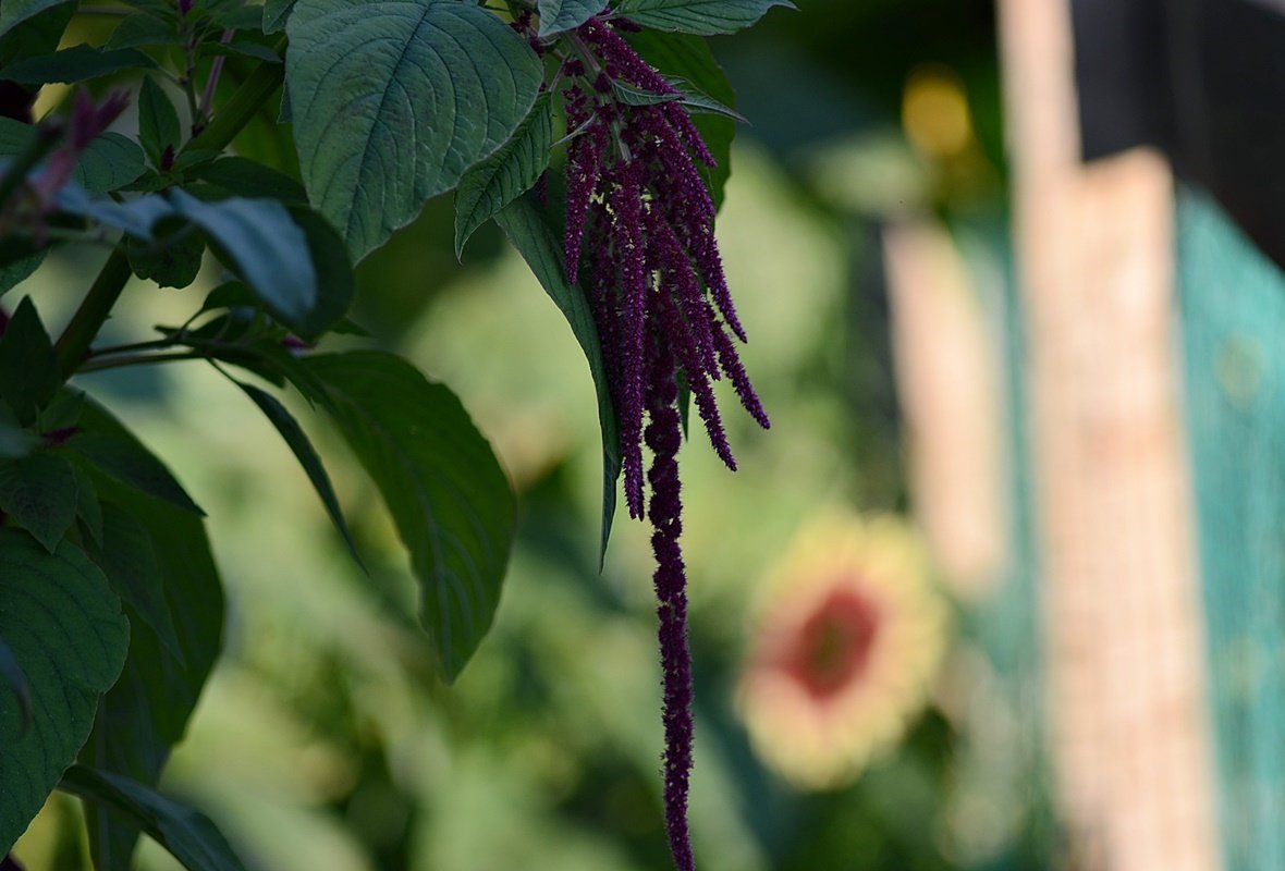 DSC_9907.JPG