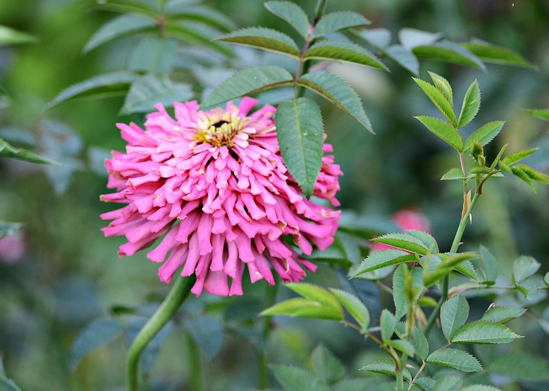 DSC_9911.JPG