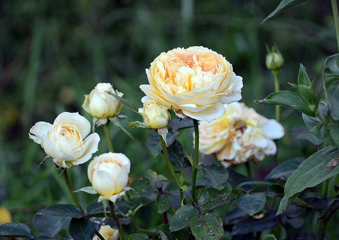DSC_9914.JPG