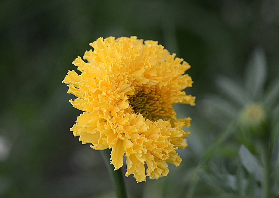 DSC_9923.JPG