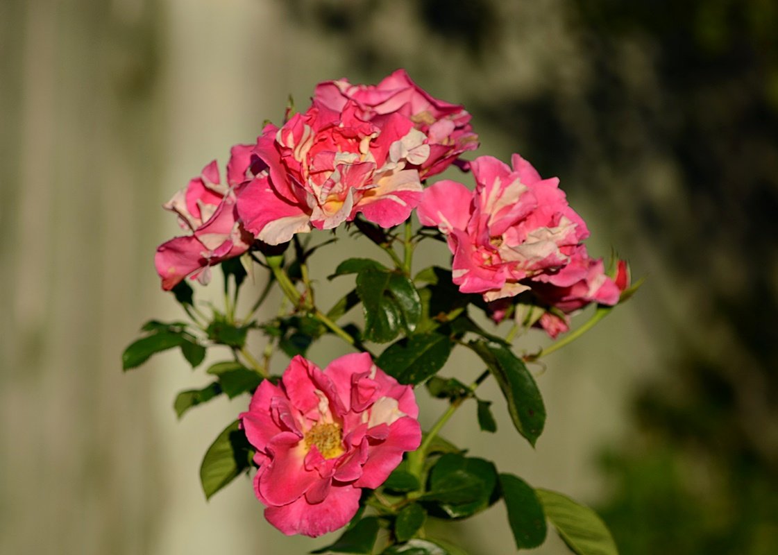 DSC_9933.JPG