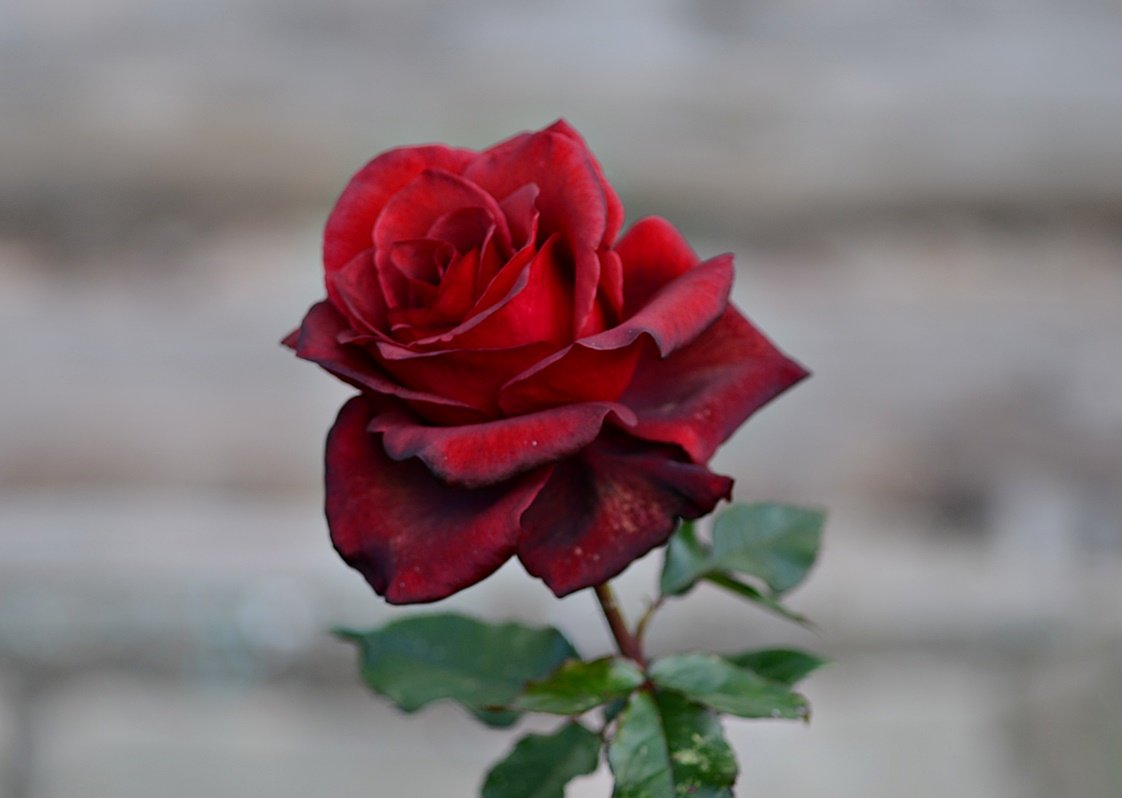 DSC_9944.JPG