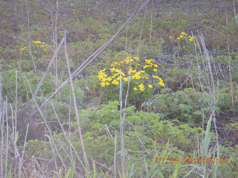 DSCN2619_1.JPG