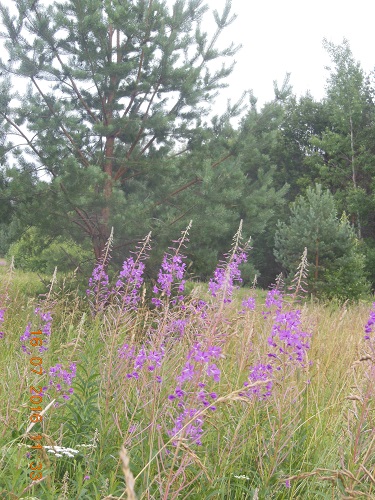 DSCN3094_1.jpg
