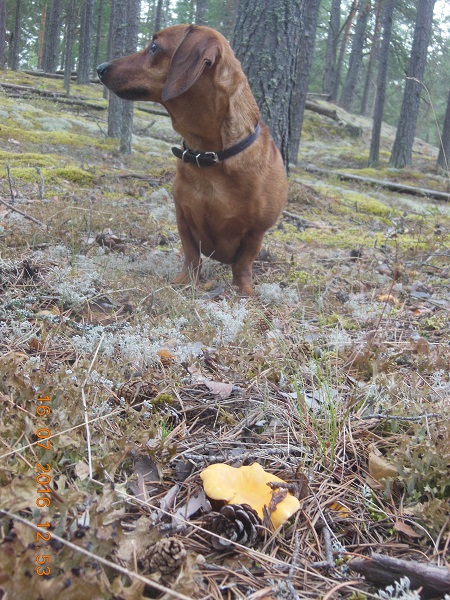 DSCN3108_мося и лисички.jpg