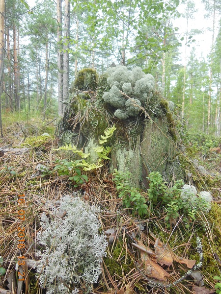 DSCN3126_лес.jpg