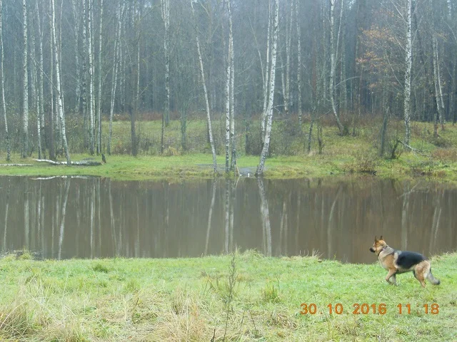 DSCN3764_8_лес.webp