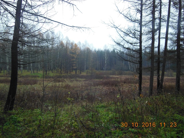 DSCN3767_9_лес.jpg