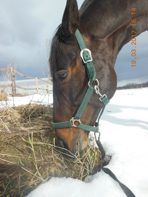 DSCN4796_10_Хо.jpg