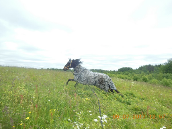 DSCN5785.JPG