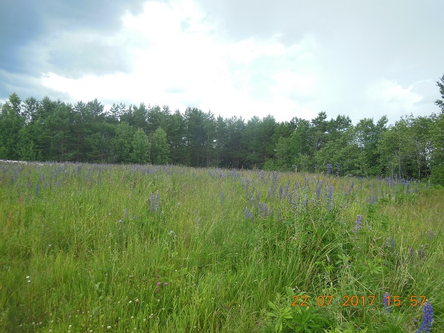 DSCN5965_3.jpg