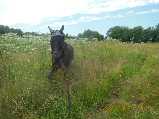 DSCN5995_12.jpg