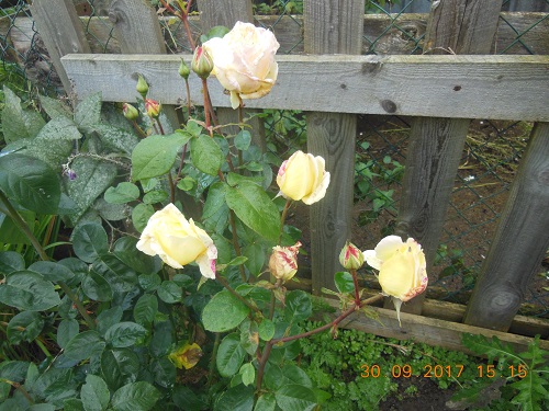 DSCN6540_1.jpg