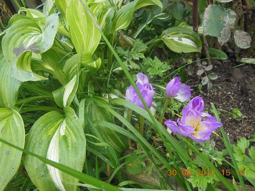 DSCN6541_1.jpg