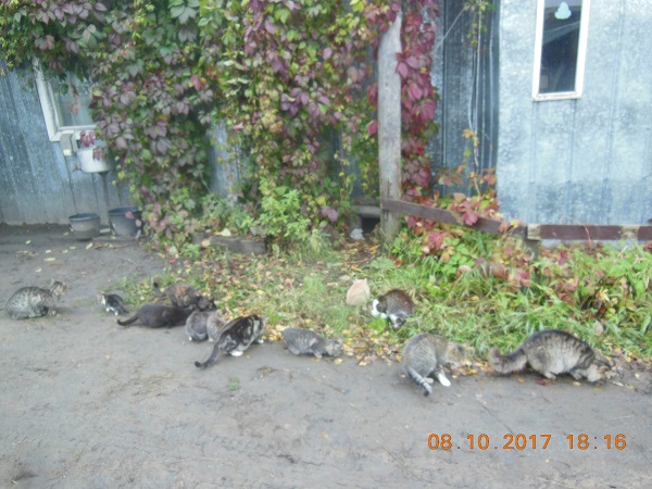DSCN6593_5_Др коты.jpg