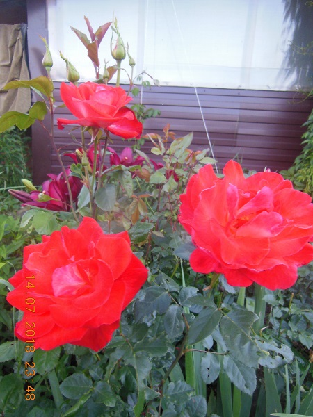 DSCN8417.JPG