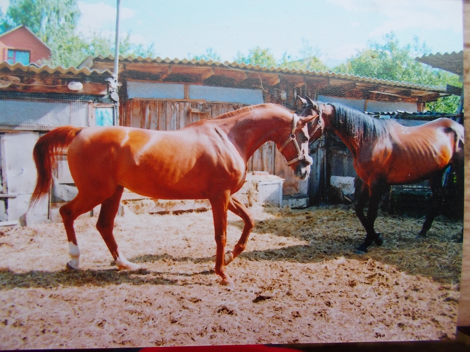 DSCN8981.JPG