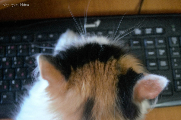 Dшайни и компьютер.jpg