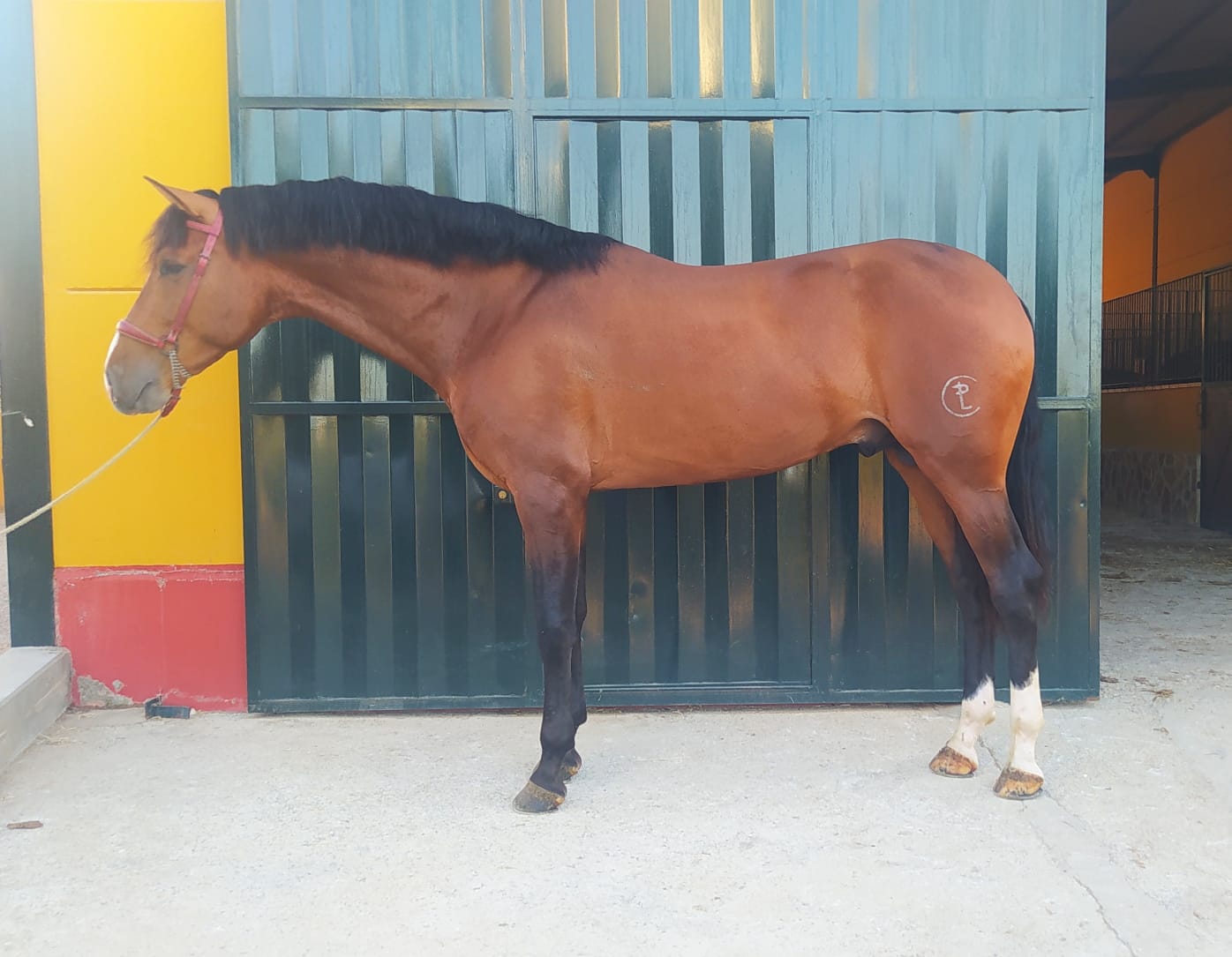 DUENDE CCCXLVII (2).jpeg