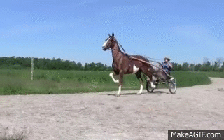Dutch-harness-horse.gif