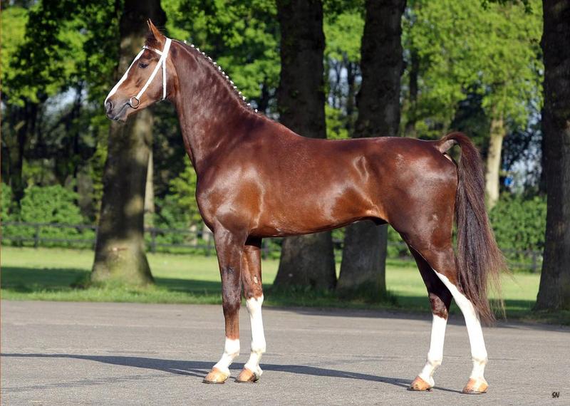 Dutch-harness-horse.jpg