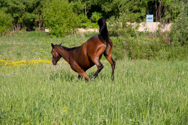 E_2300.jpg