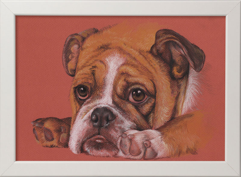 english_bulldog_1.jpg