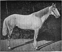Escargot_II_cheval_de_la_tribu_des_Harrars.png