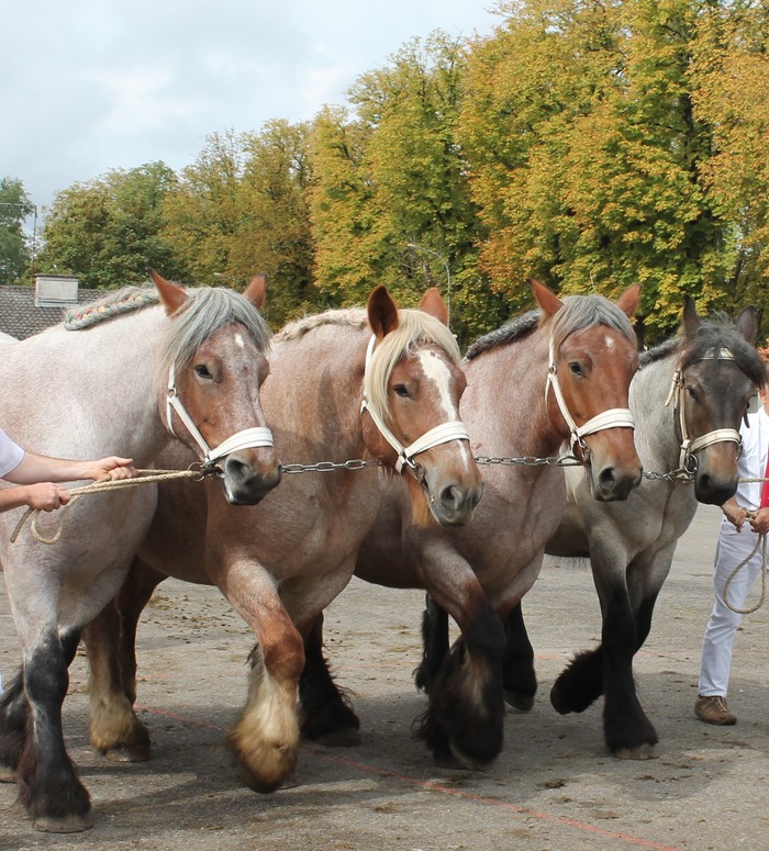 event_presentation-trait-auxois-et-carrousel-races-normandes_307046.jpg