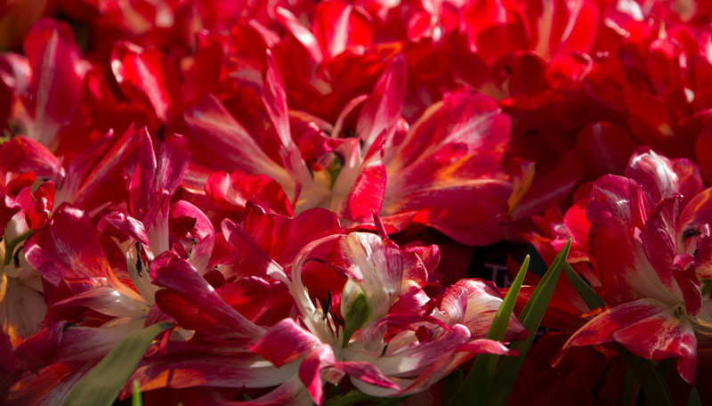 F_7805.jpg