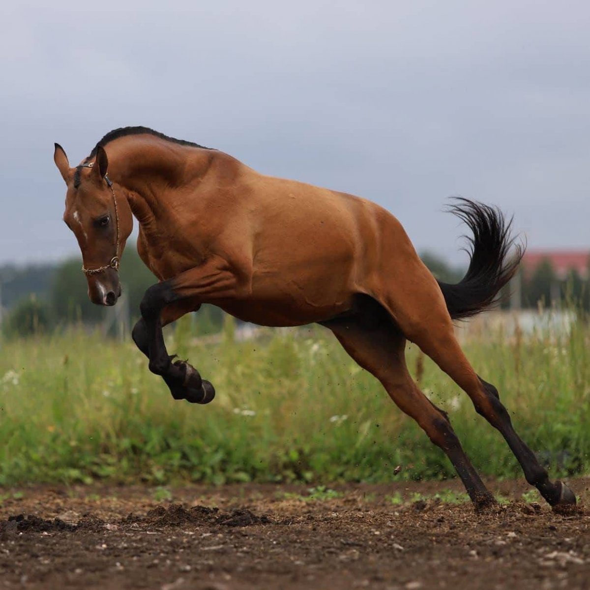 Мелекуш ахалтекинец. Ахалтекинская лошадь Золотая. Ахалтекинская лошадь гнедая. Мелекуш ахалтекинский жеребец.