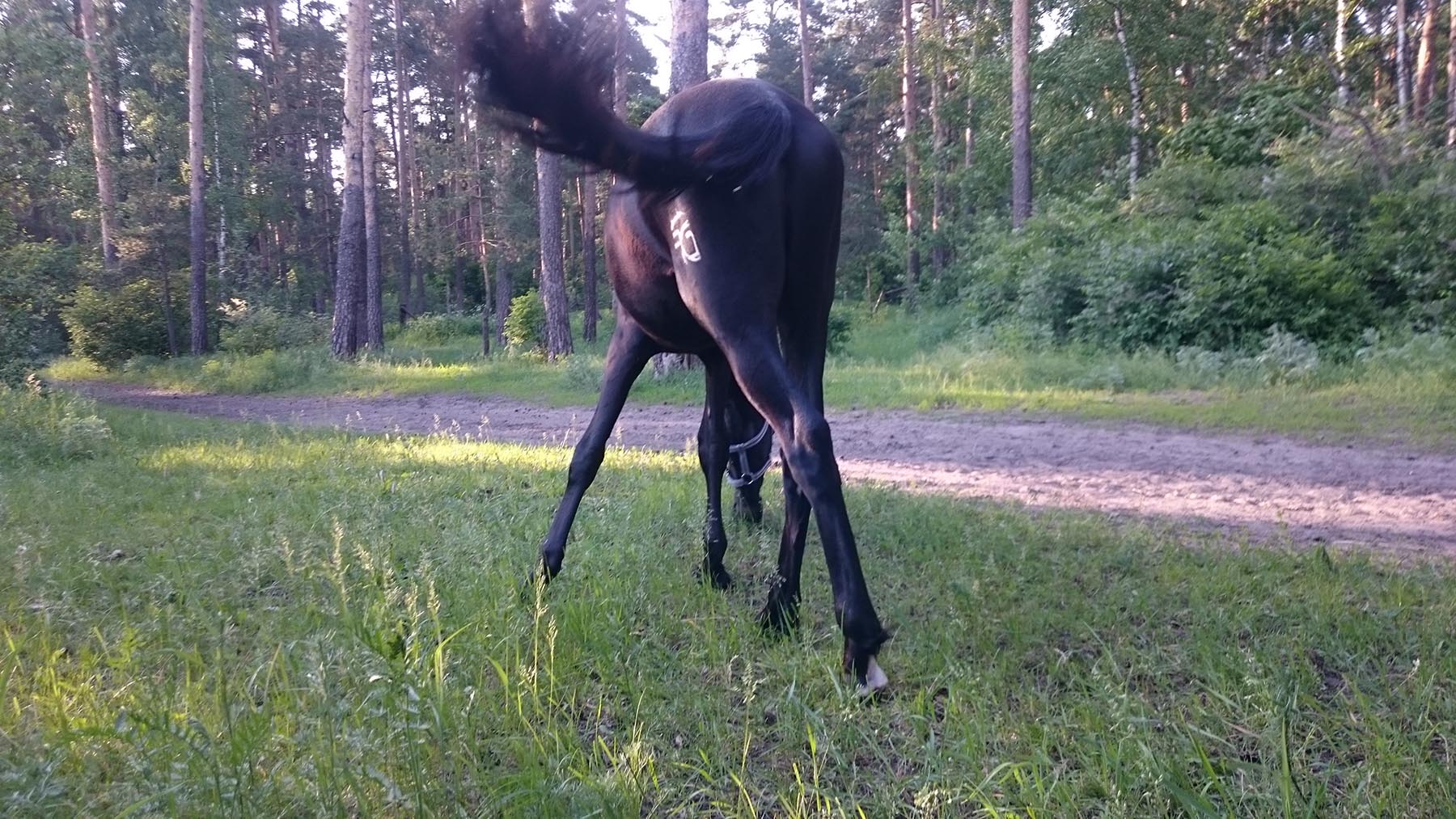 fen2.jpg