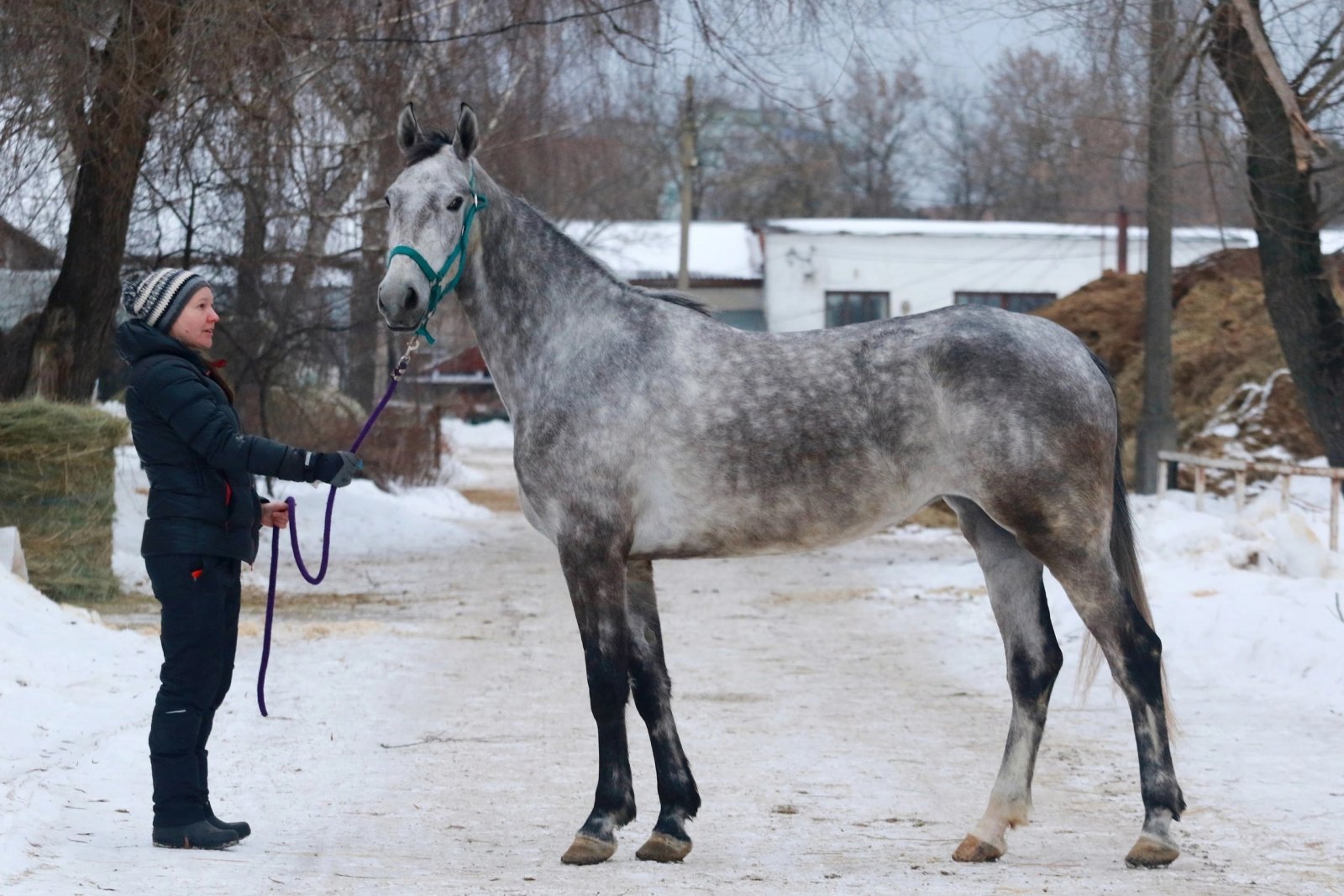 Продажа лошадей московской