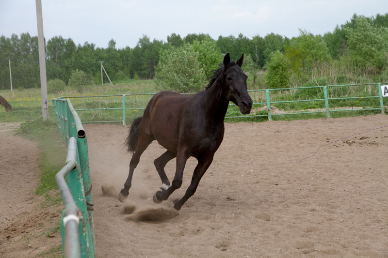 G_1078.jpg