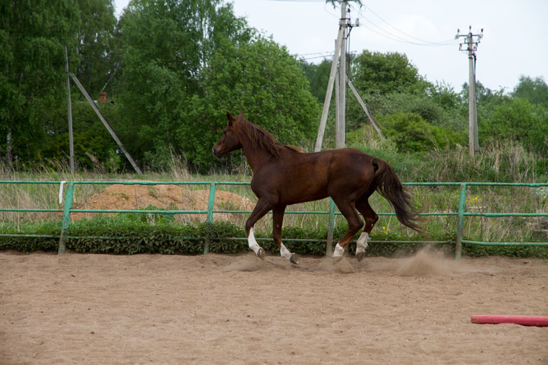 G_1086.jpg