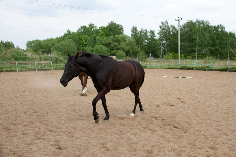 G_1110.jpg