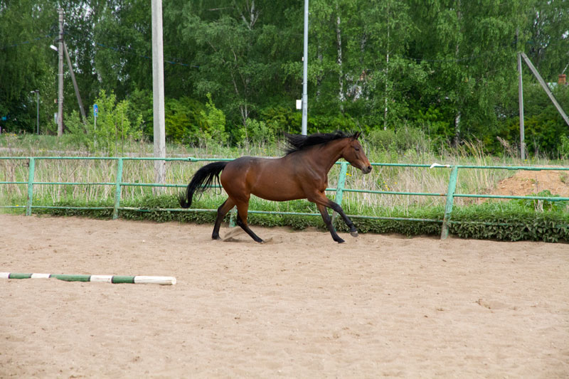 G_1126.jpg