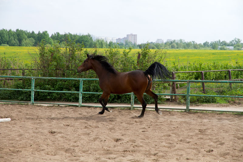 G_1182.jpg
