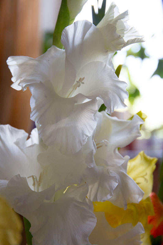 G_2674.jpg