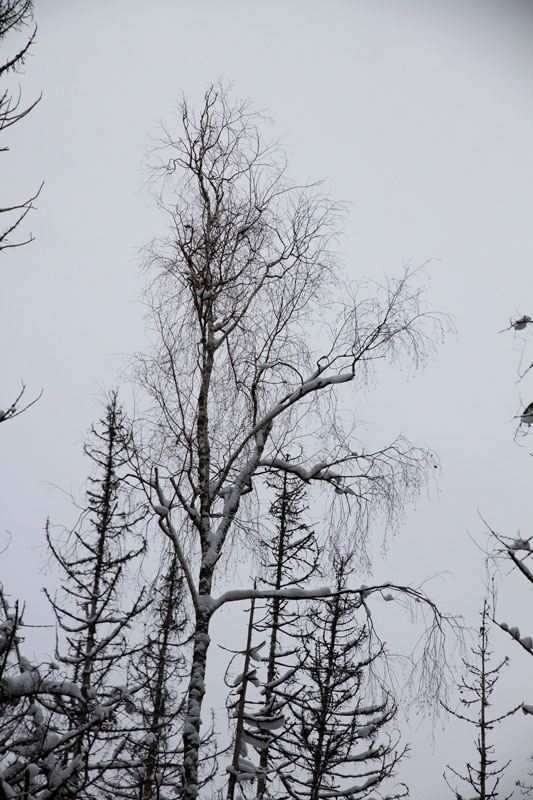 G_6371.jpg