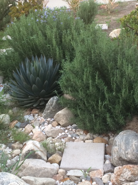 garden.JPG
