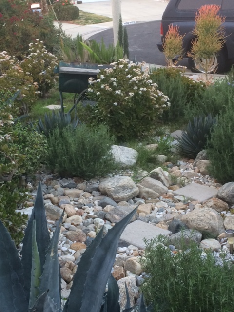garden1.JPG