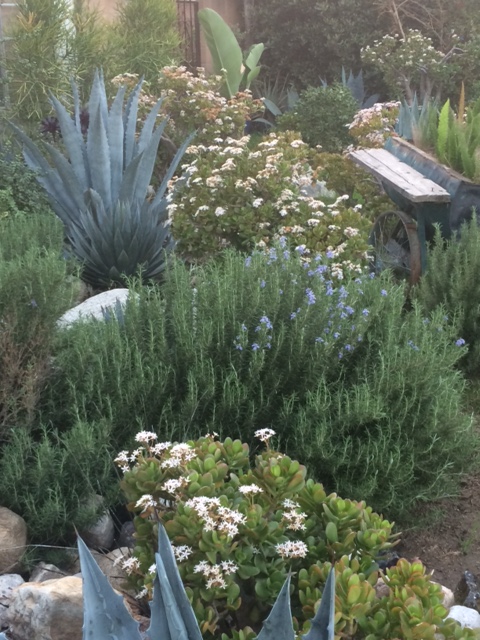 garden3.JPG