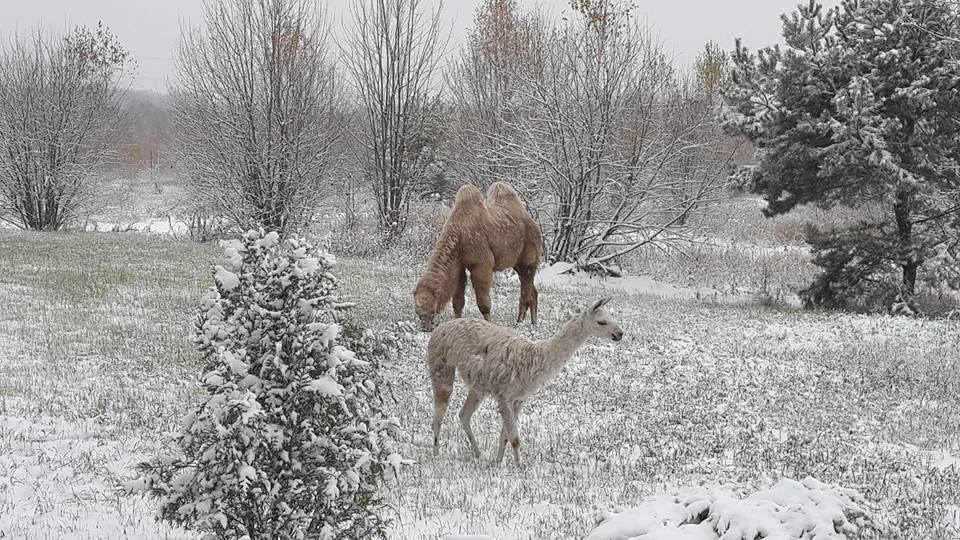 Гавр и лама на воле снег.jpg