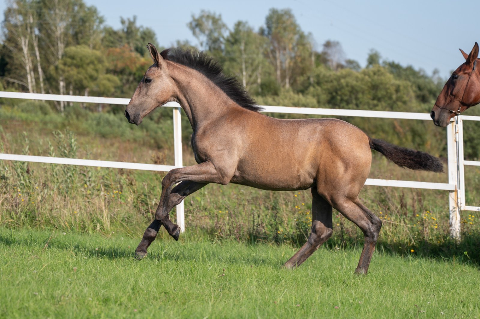 GEF_1134 копия.jpg