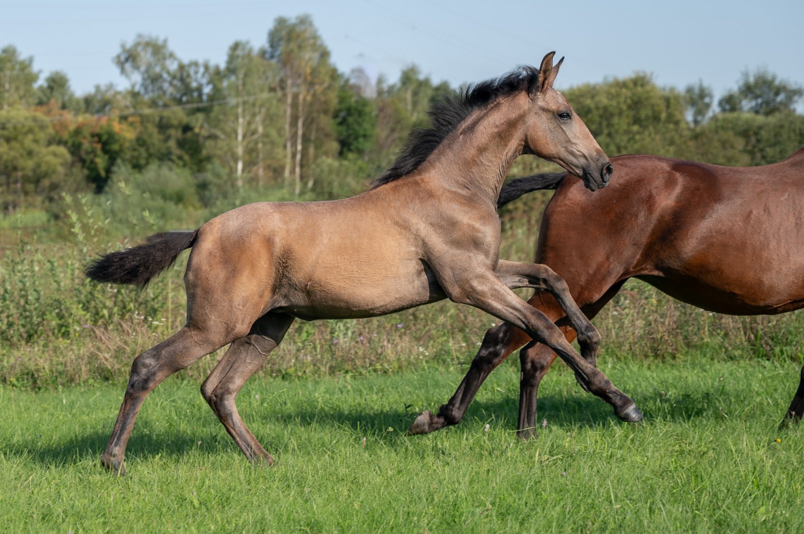 GEF_1269 копия.jpg