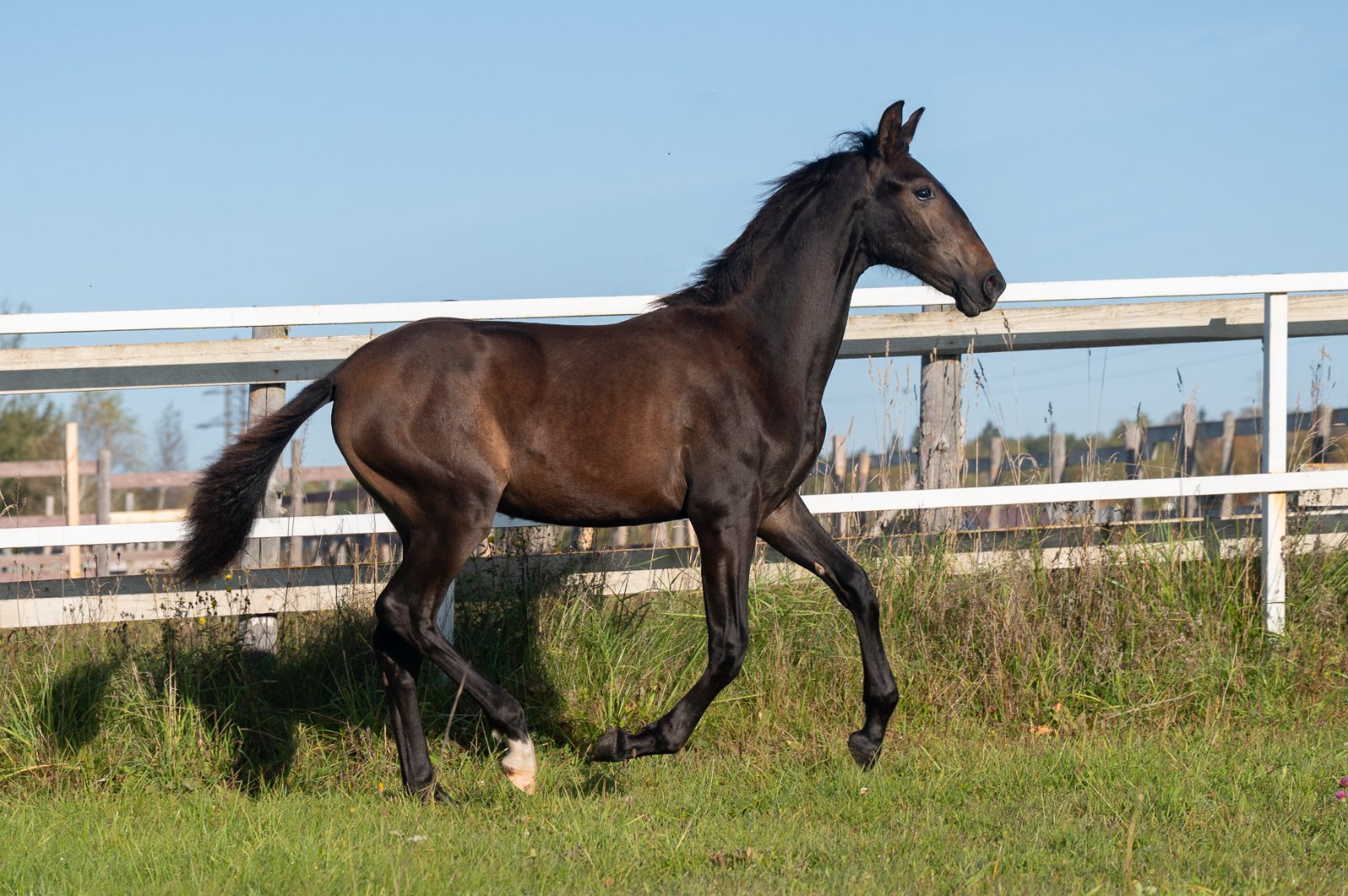 GEF_1841 копия.jpg