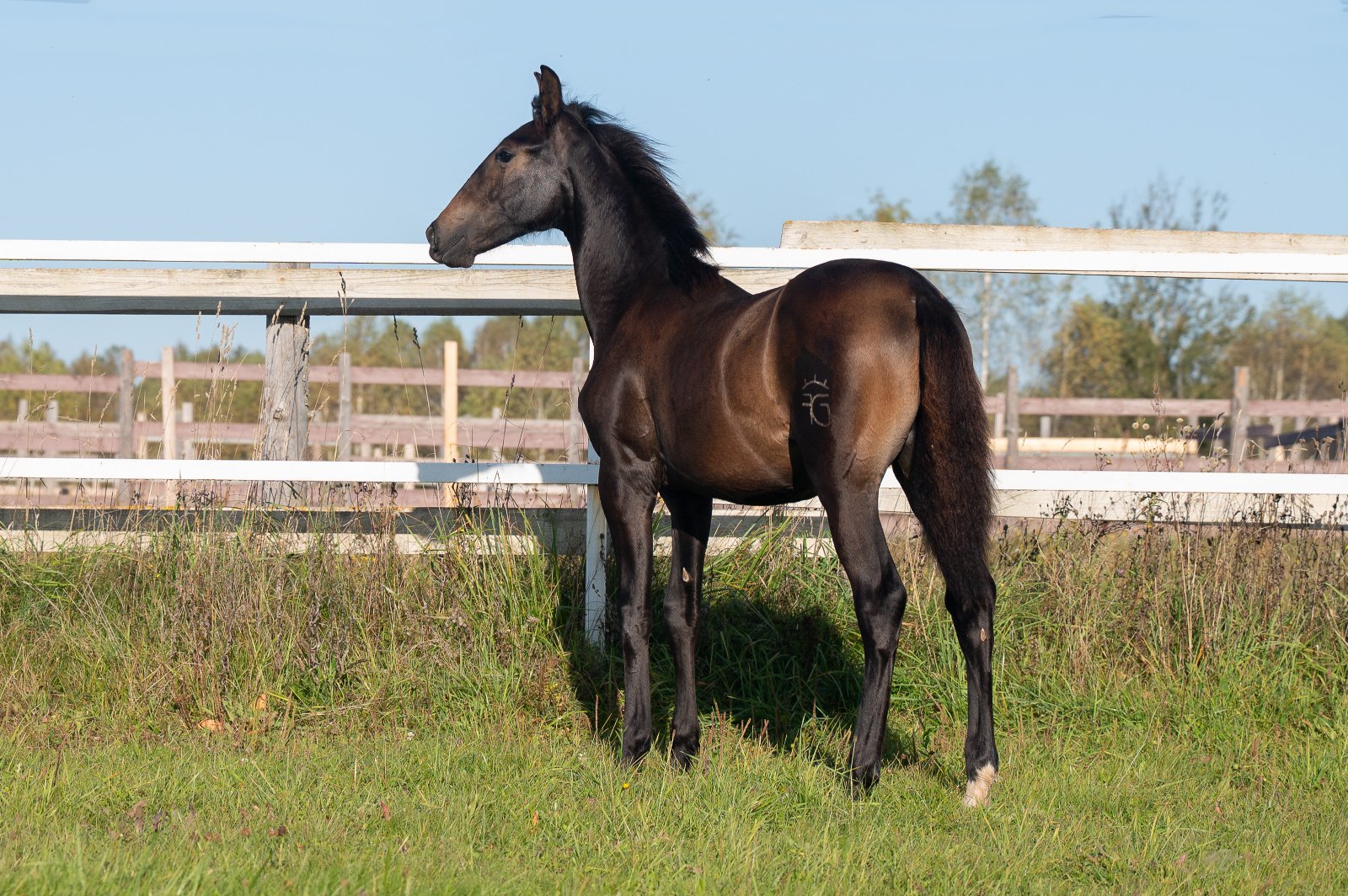 GEF_1945 копия.jpg