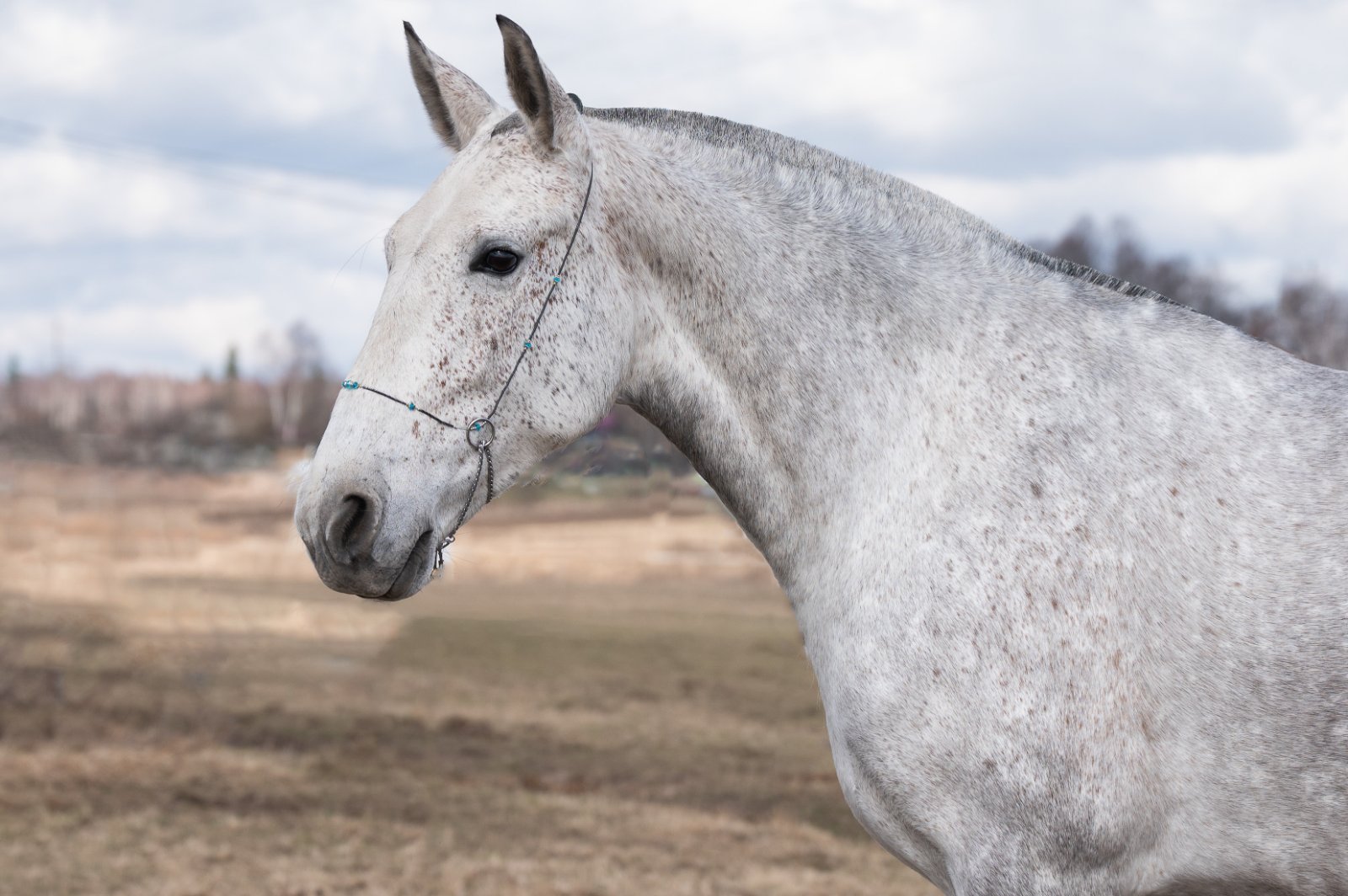 GEF_8487 копия.jpg