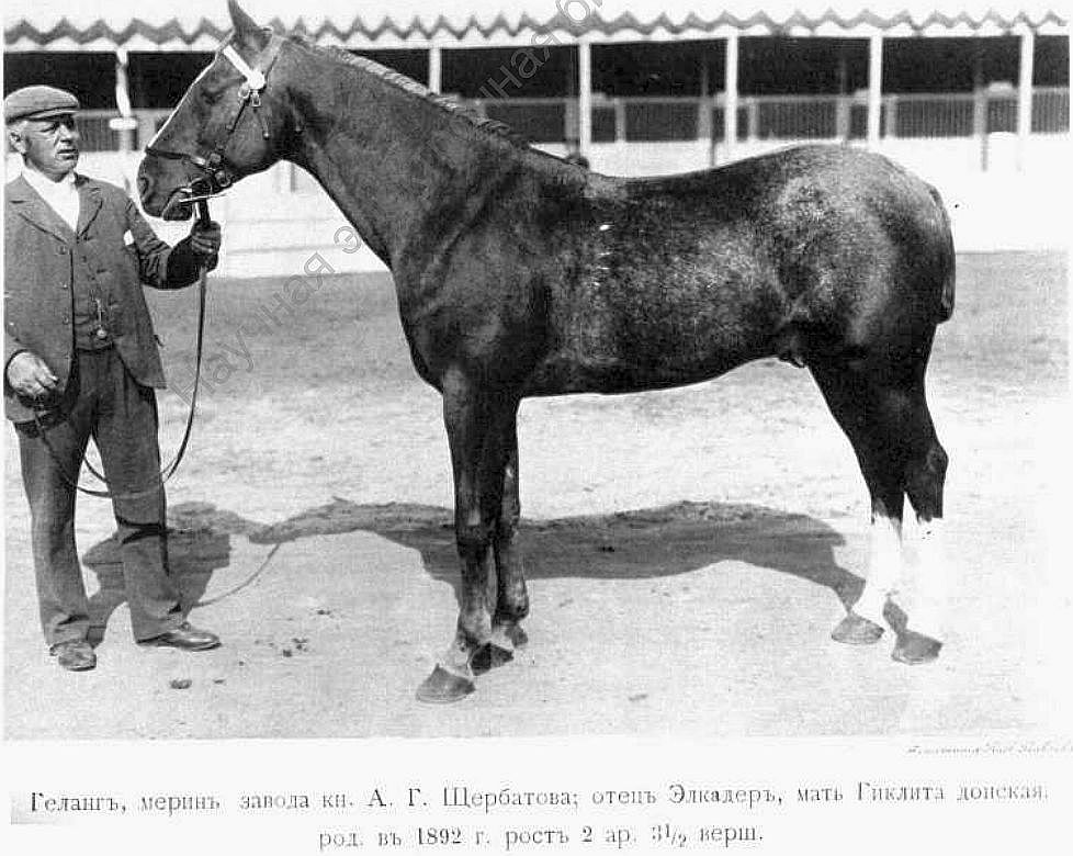 Геланг.jpg